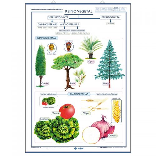 Reino Vegetal/Reino Hongos 70x100