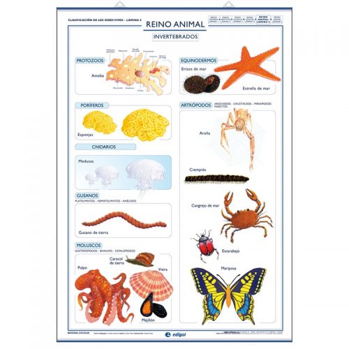 Reino animal: Invertebrados / Vertebrados 70 x 100