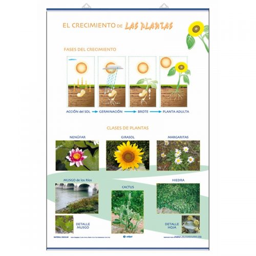 Crecimiento / Clasificación de las plantas 70 x 100 cm
