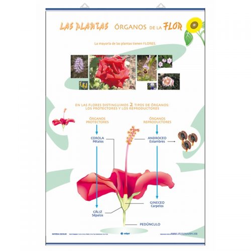 Órganos de la flor / La Reproducción 70 x 100 cm