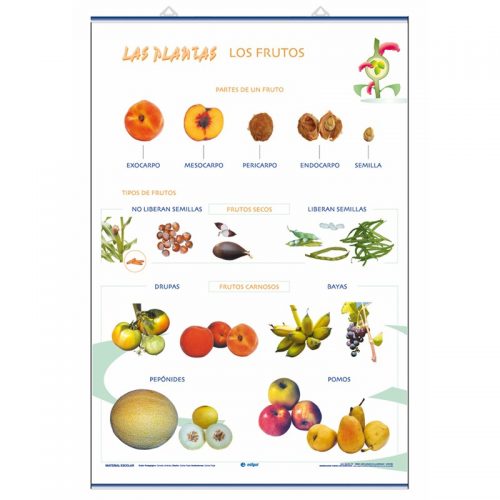 Los frutos / Las plantas y sus utilidades 70 x 100 cm
