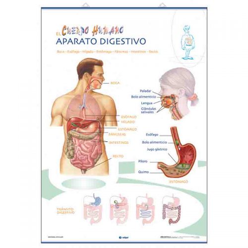 Aparato Digestivo / Aparato Excretor 70 x 100 cm