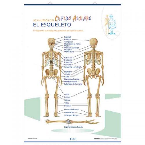 El Esqueleto / Las Partes del Cuerpo Humano 70 x 100 cm