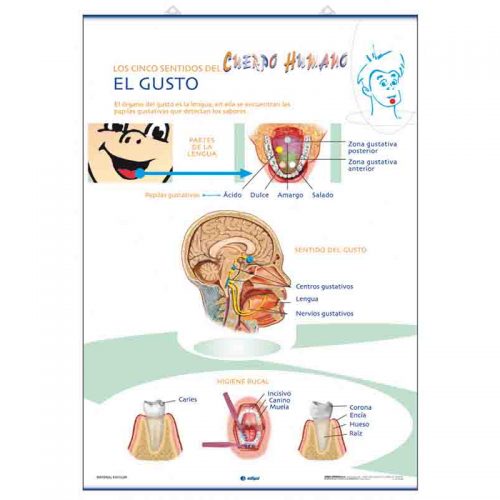 El Gusto / El Olfato y El Tacto 70 x 100 cm
