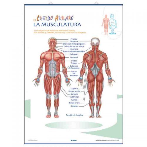 La Musculatura / Sistema Nervioso 70 x 100 cm