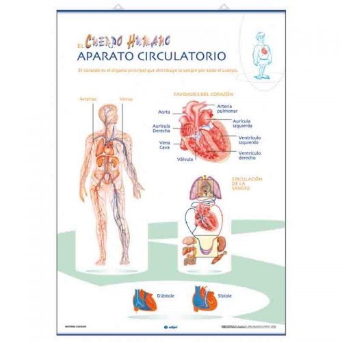Aparato Respiratorio / Aparato Circulatorio 70 x 100 cm