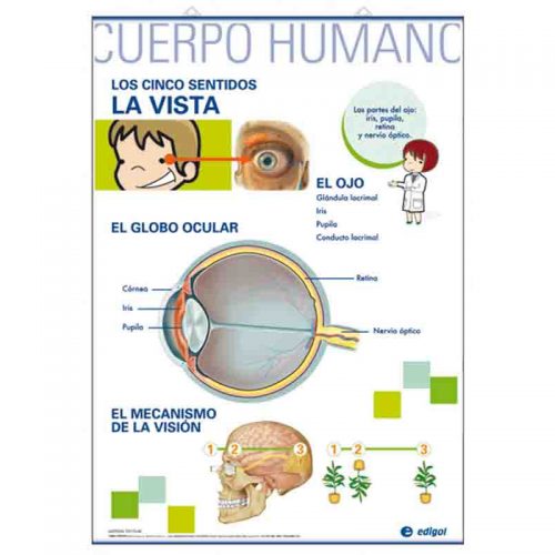 La Vista / El Oído