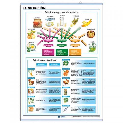 La Nutrición / El Cuerpo Humano 70 x 100 cm